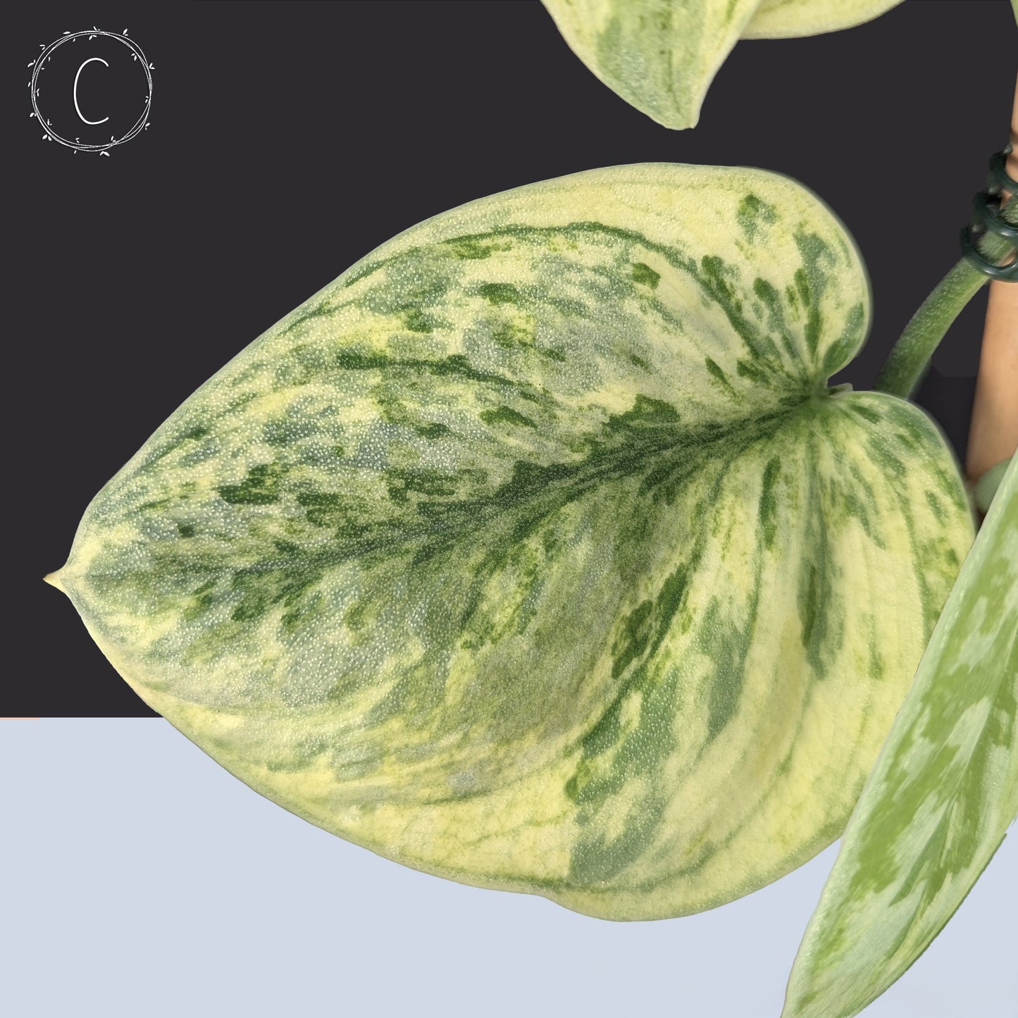 Scindapsus Hologram