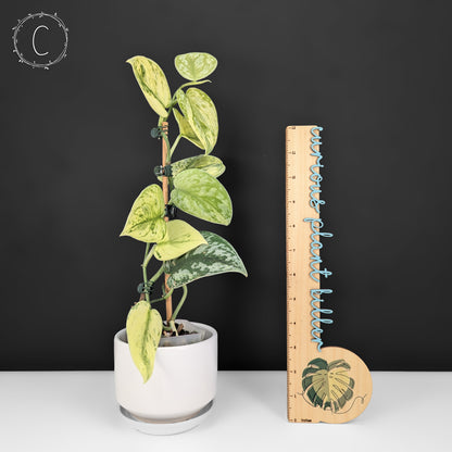 Scindapsus Hologram
