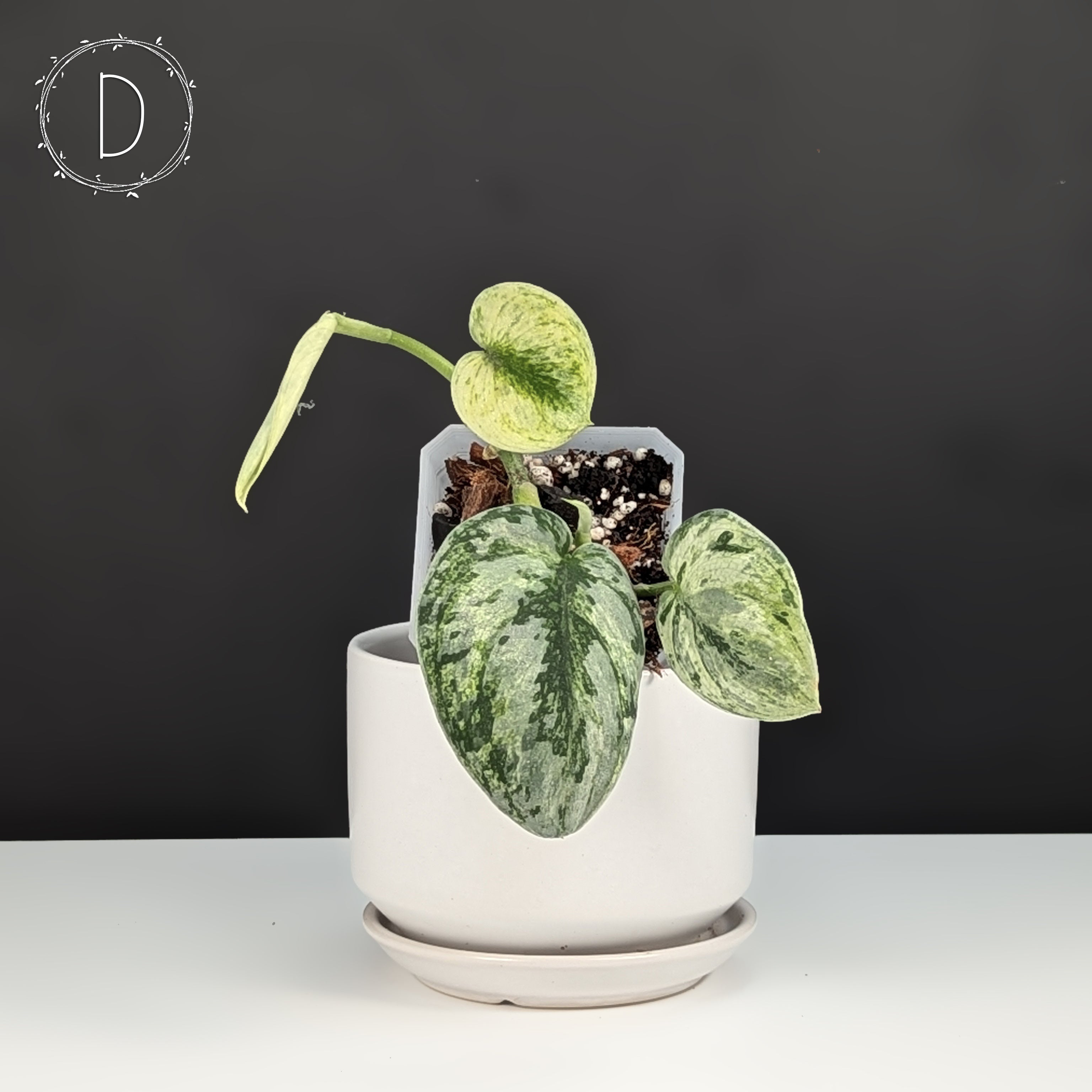 Scindapsus Hologram – Curious Plant Killer
