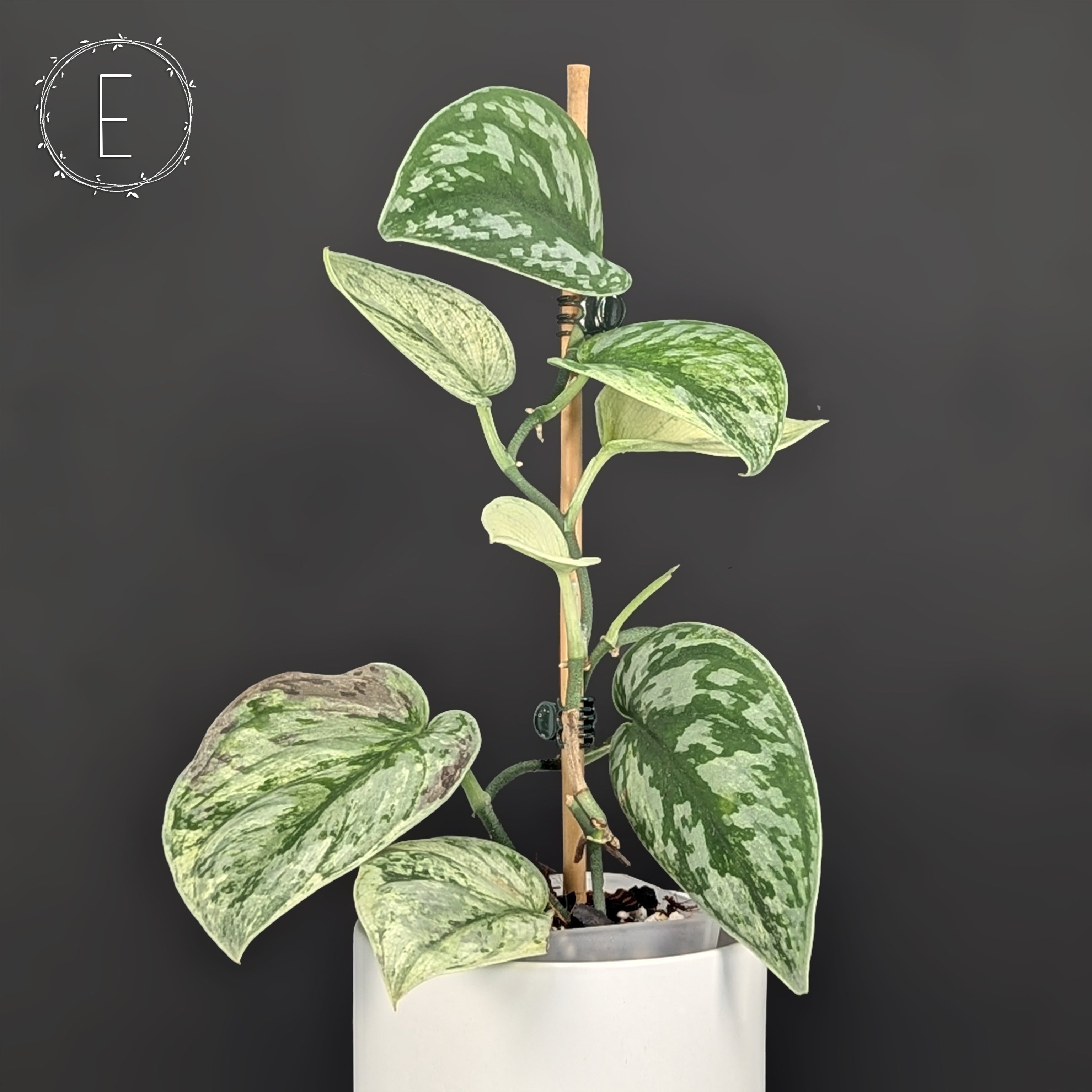 Scindapsus Hologram – Curious Plant Killer