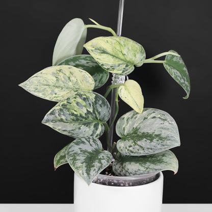 Holograma de Scindapsus