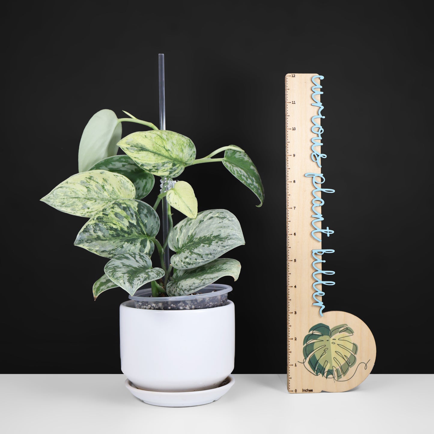 Holograma de Scindapsus