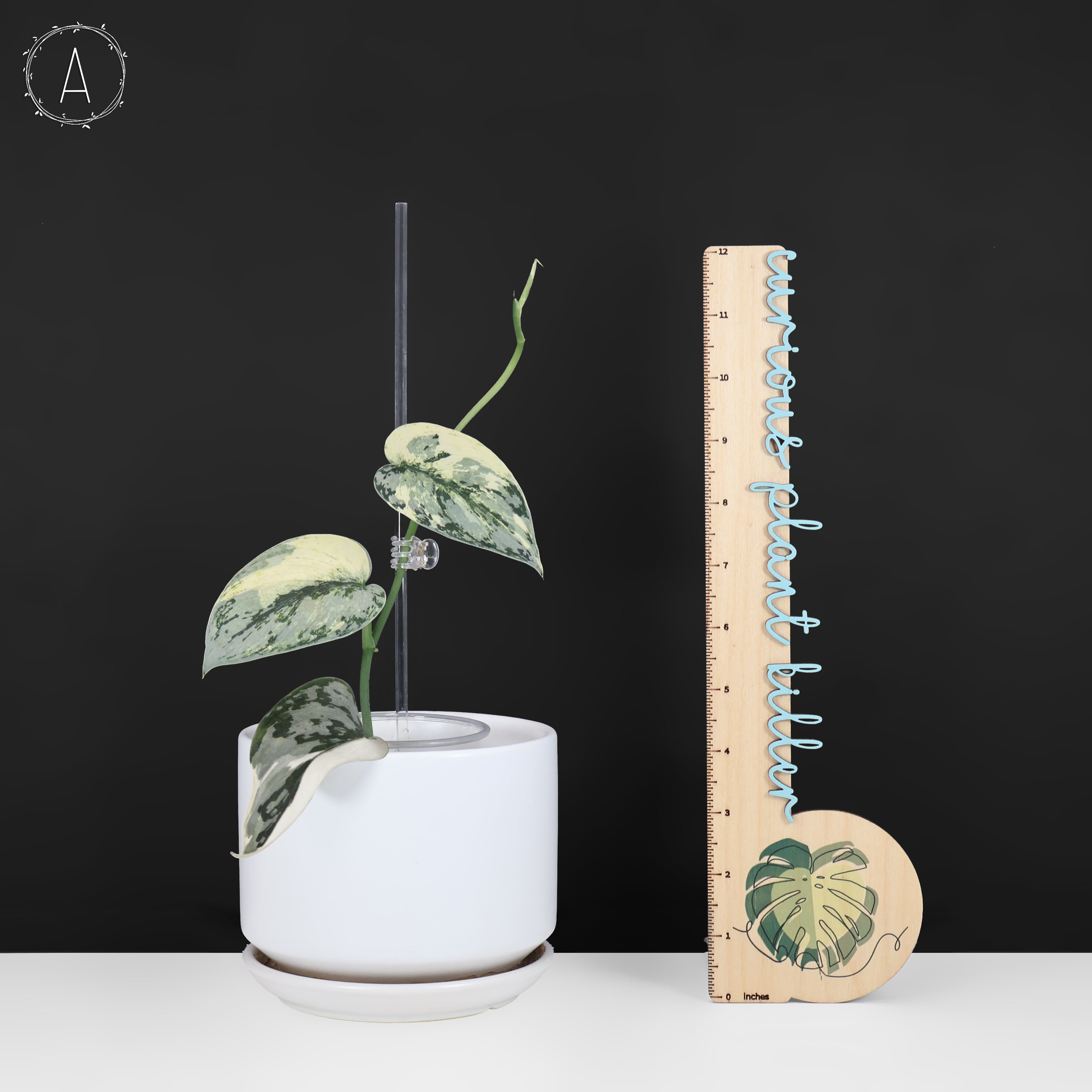 Scindapsus Mariposa – Curious Plant Killer