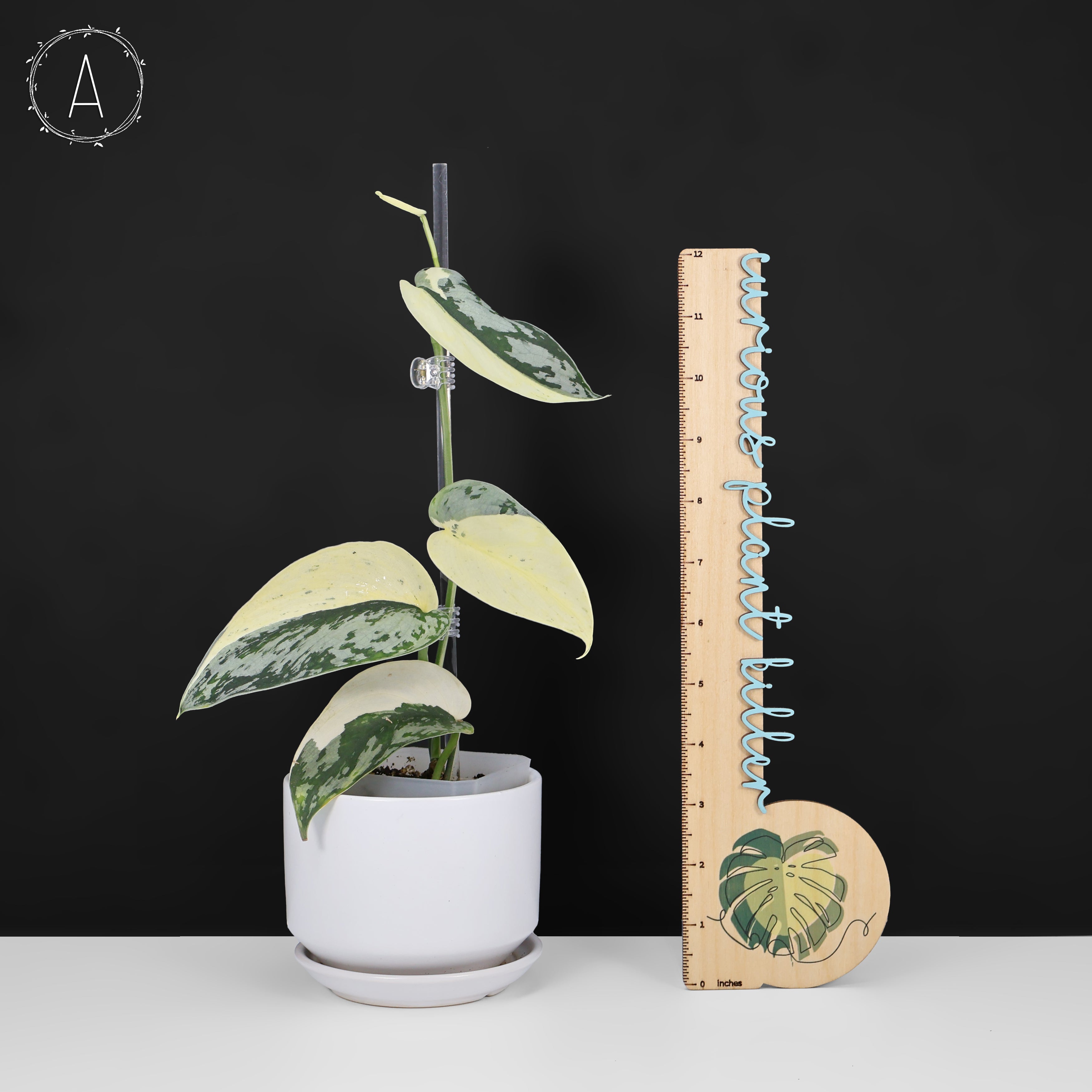 Scindapsus Mariposa スキンダプサス・マリポーサ Scindapsus Mariposa – Curious Plant Killer