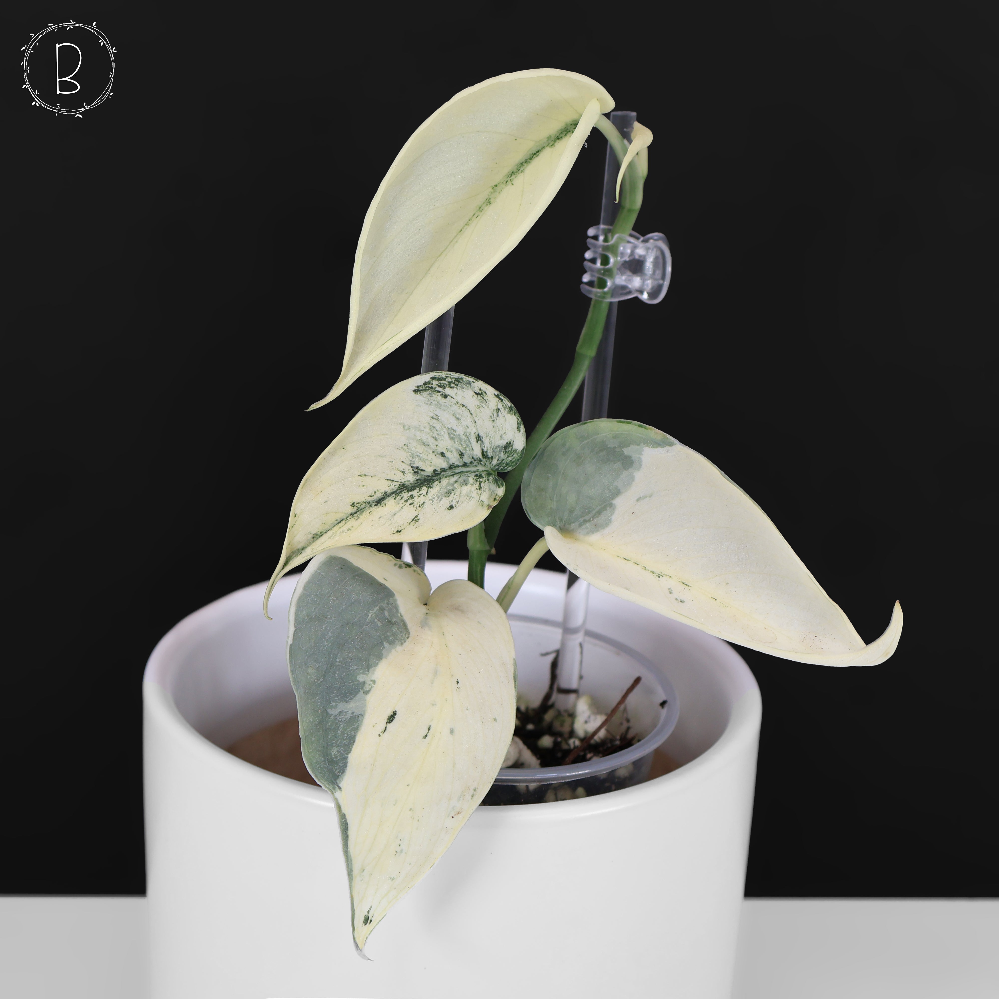 Scindapsus Mariposa – Curious Plant Killer