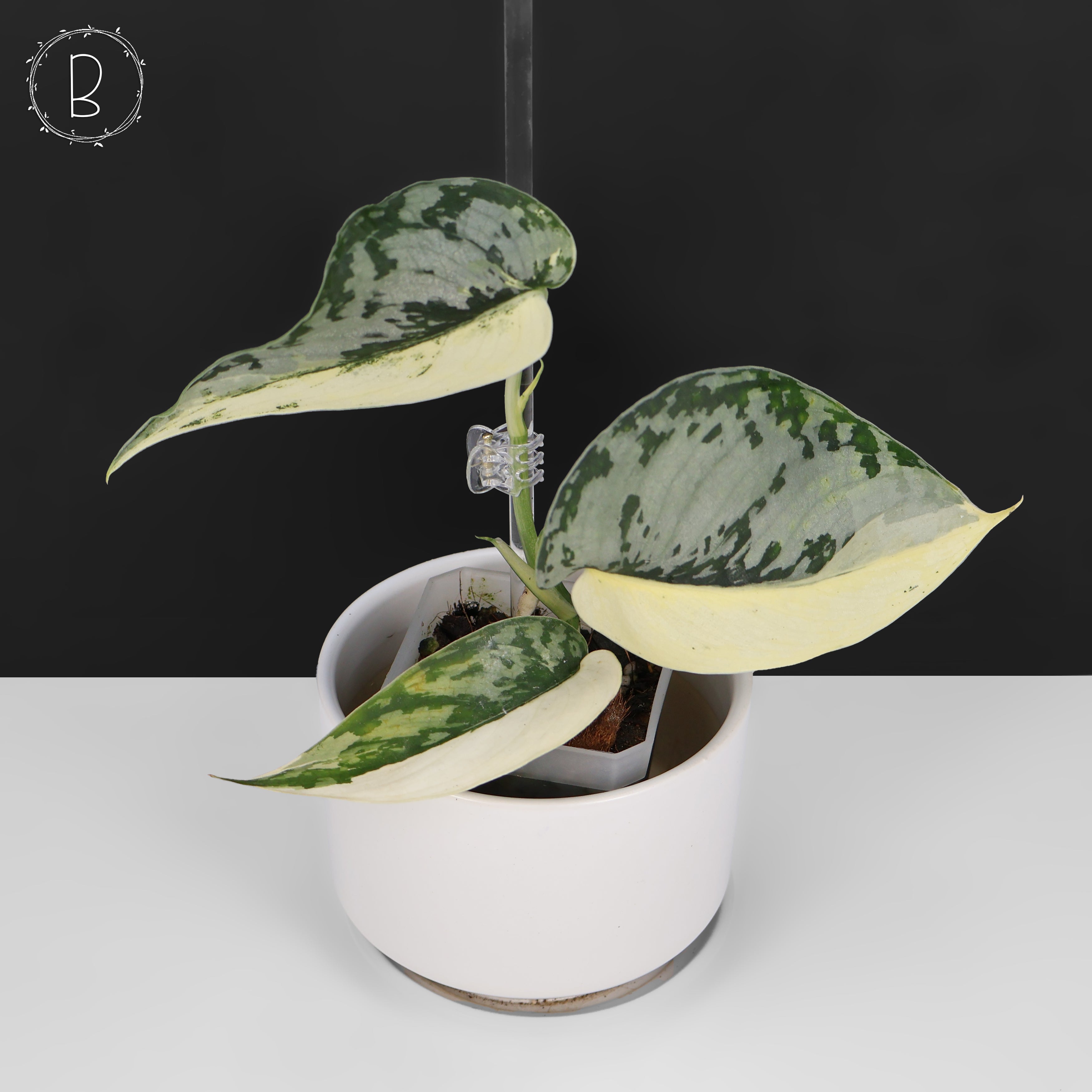 Scindapsus Mariposa スキンダプサス・マリポーサ Scindapsus Mariposa – Curious Plant Killer