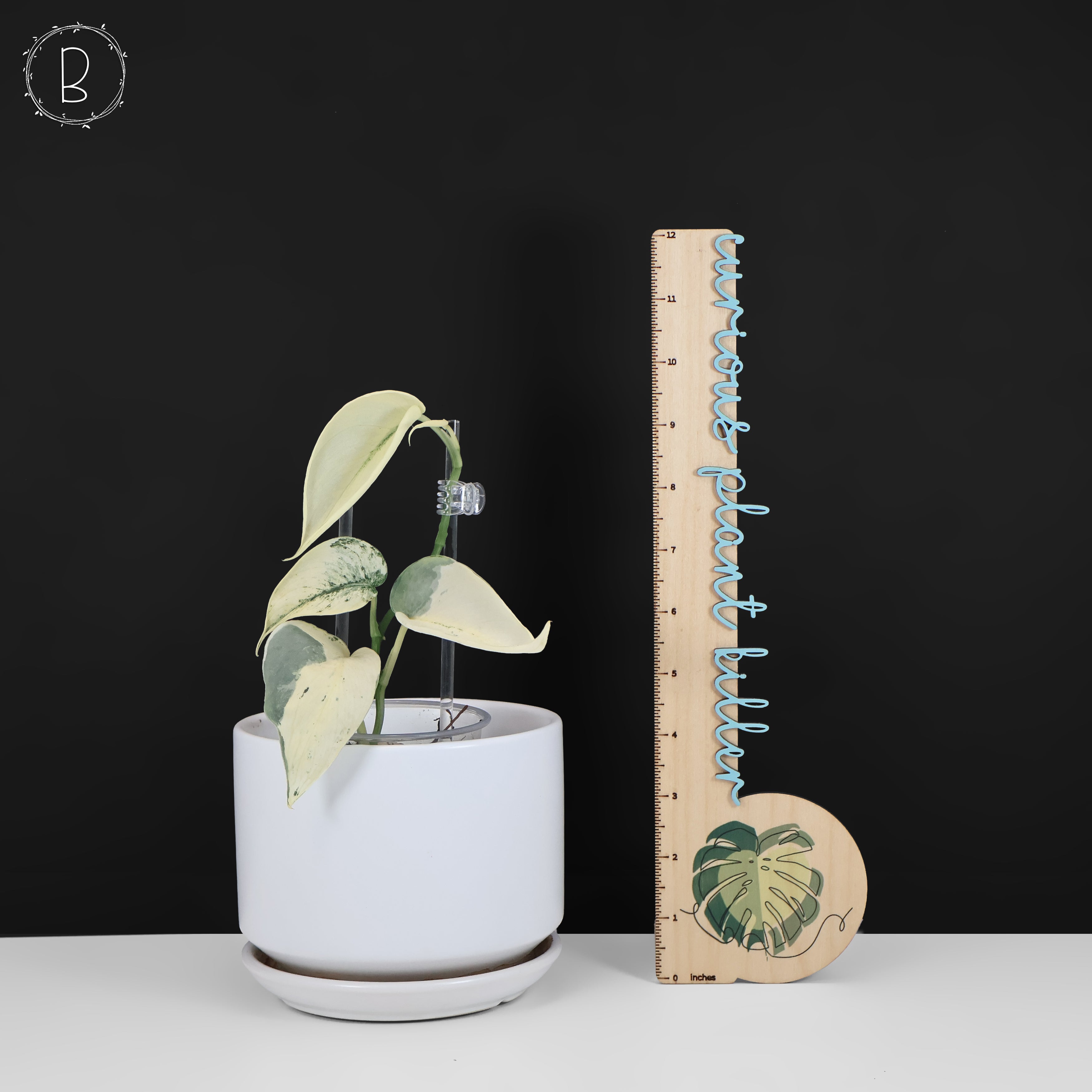 Scindapsus Mariposa – Curious Plant Killer