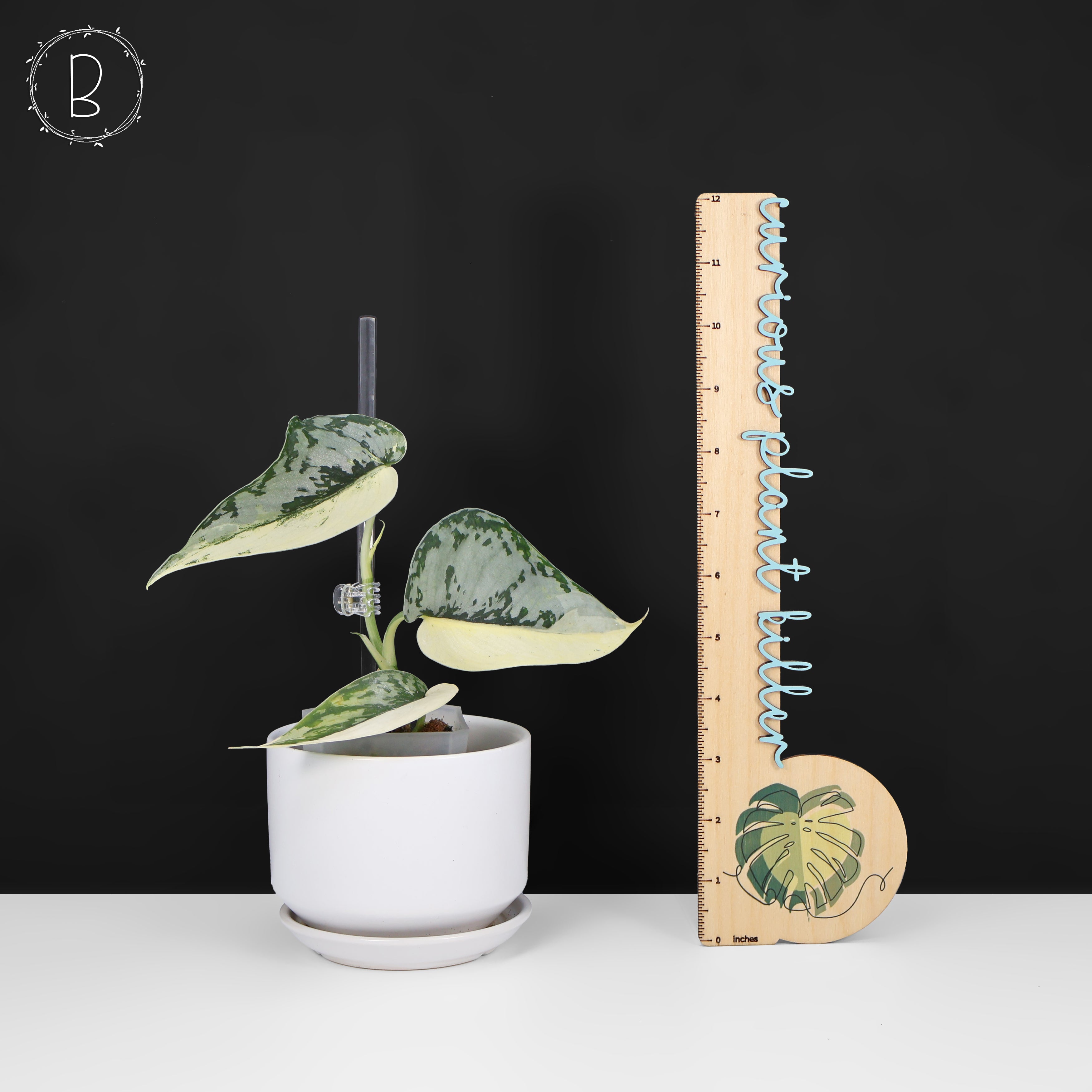 Scindapsus Mariposa スキンダプサス・マリポーサ Scindapsus Mariposa – Curious Plant Killer