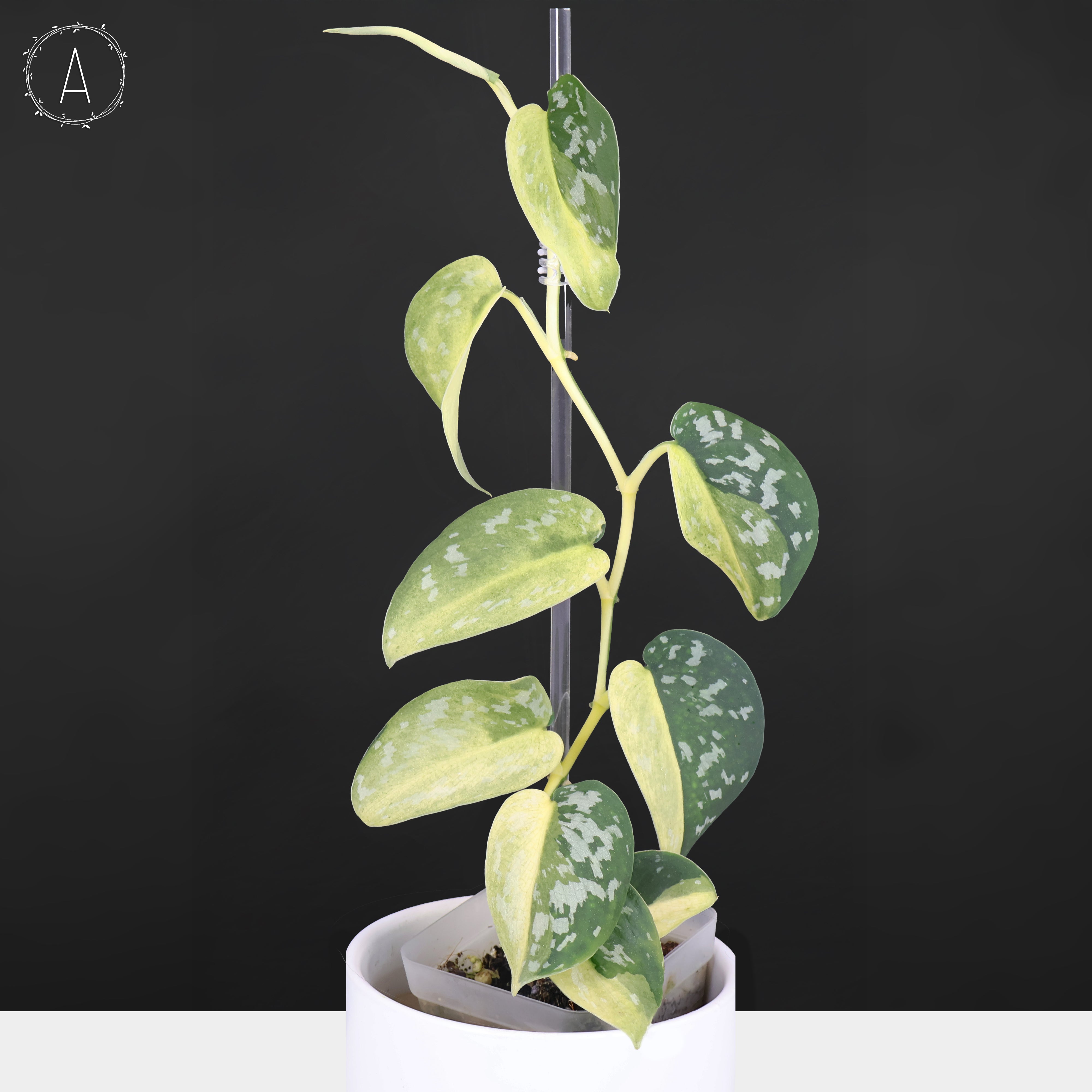 Scindapsus Matcha – Curious Plant Killer