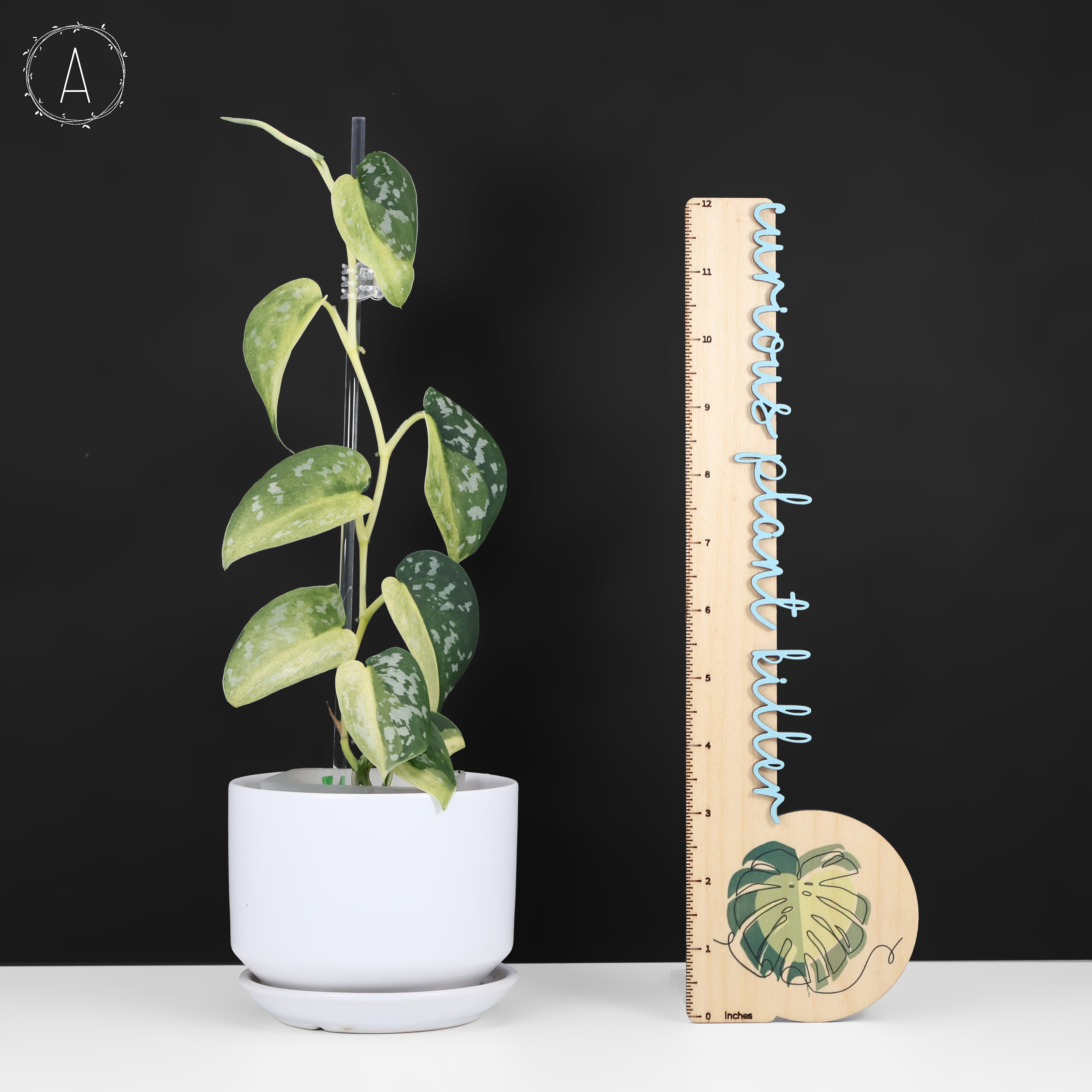 Scindapsus Matcha – Curious Plant Killer