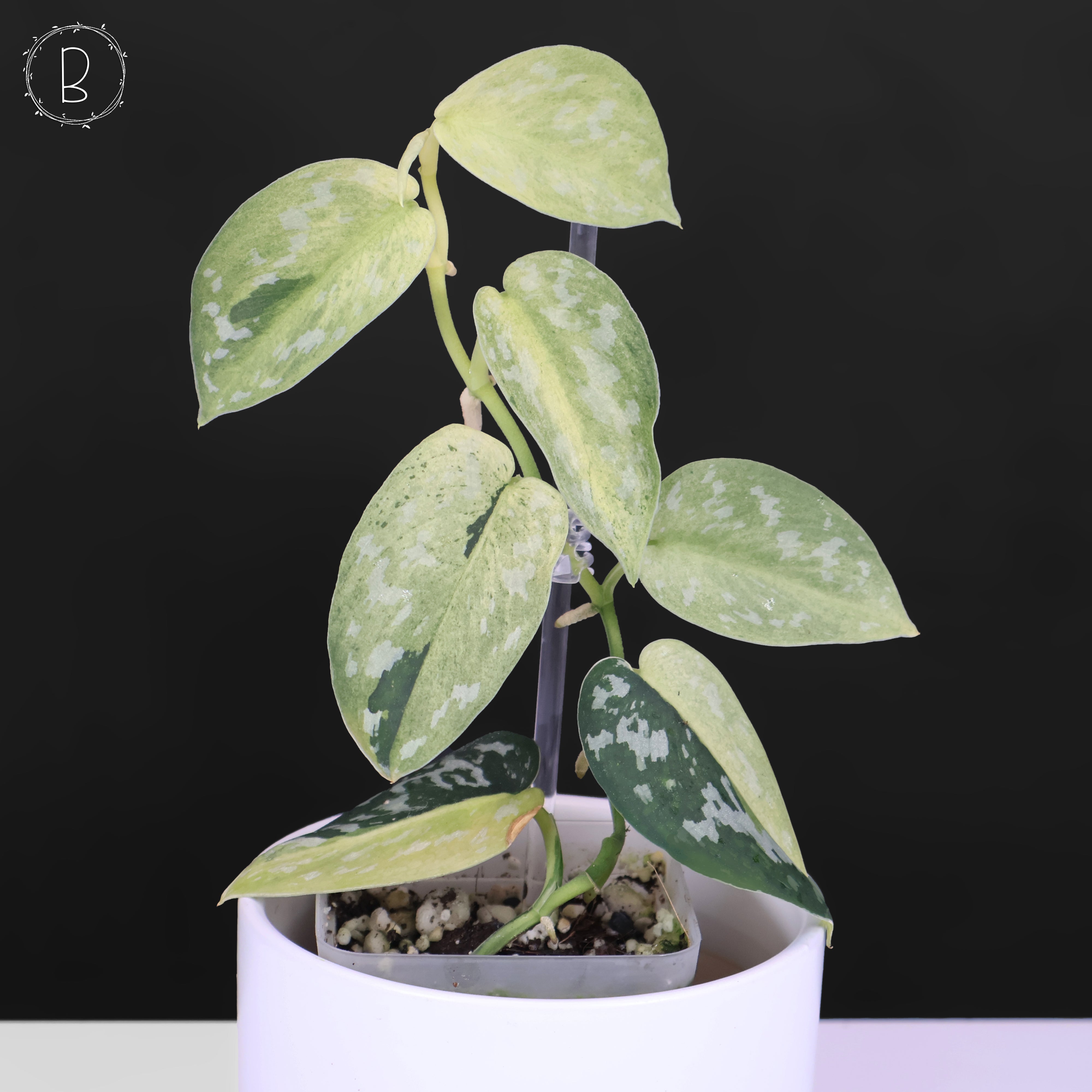 Scindapsus Matcha – Curious Plant Killer