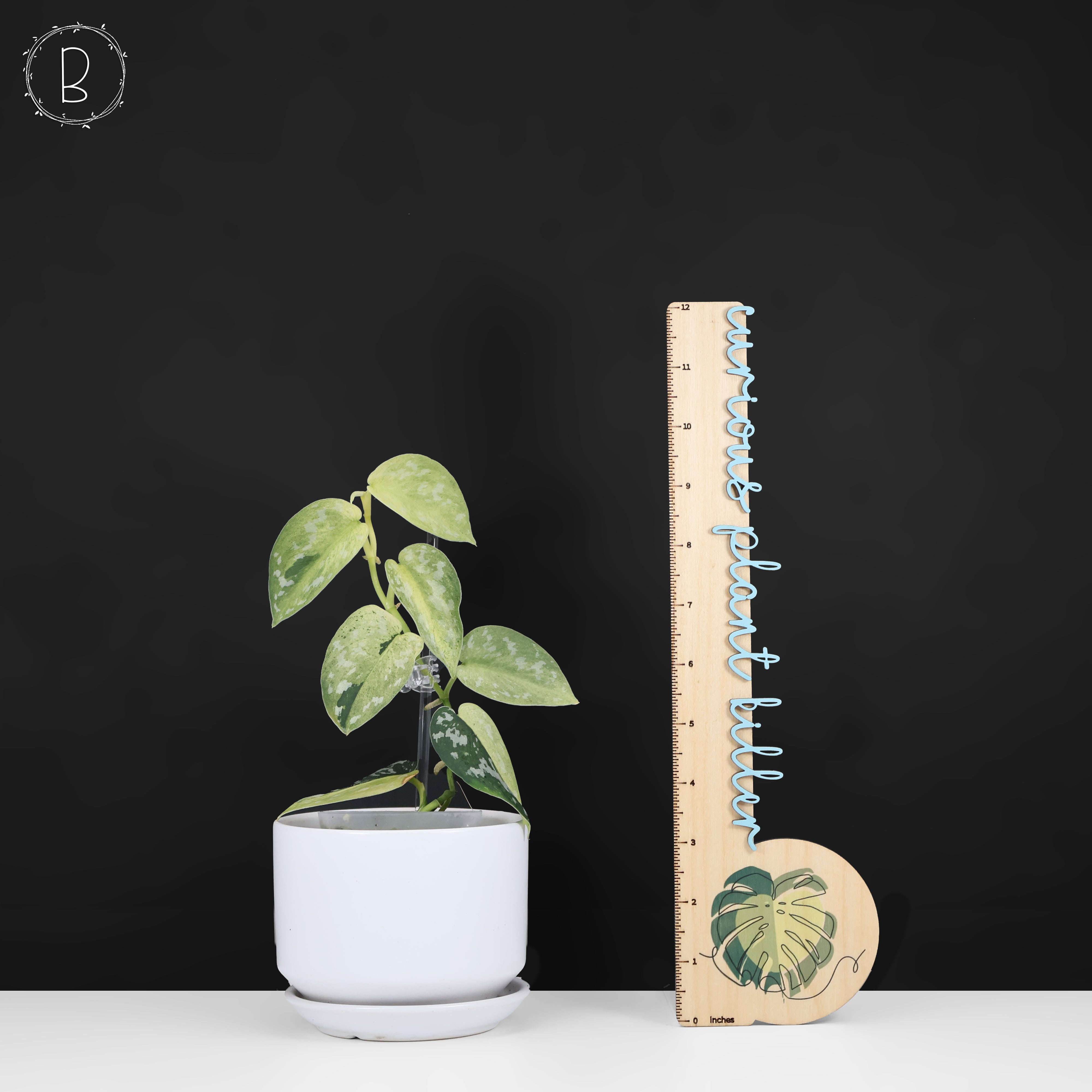 Scindapsus Matcha – Curious Plant Killer