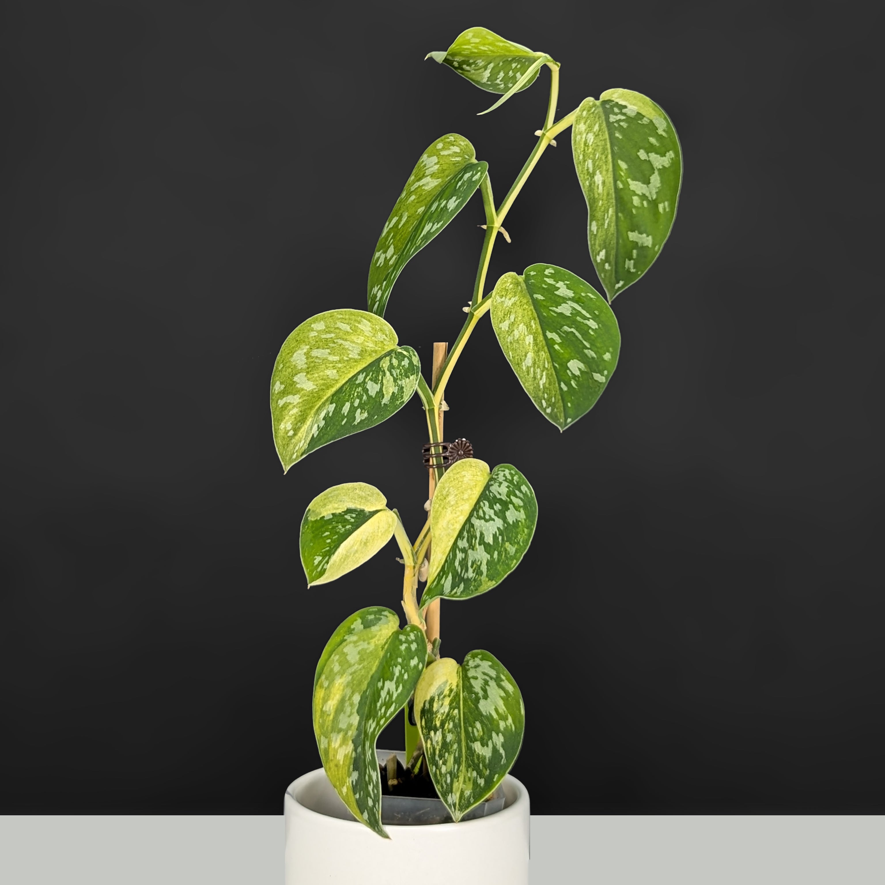 その他観葉植物 scindapsus matcha Scindapsus Matcha – Curious Plant Killer