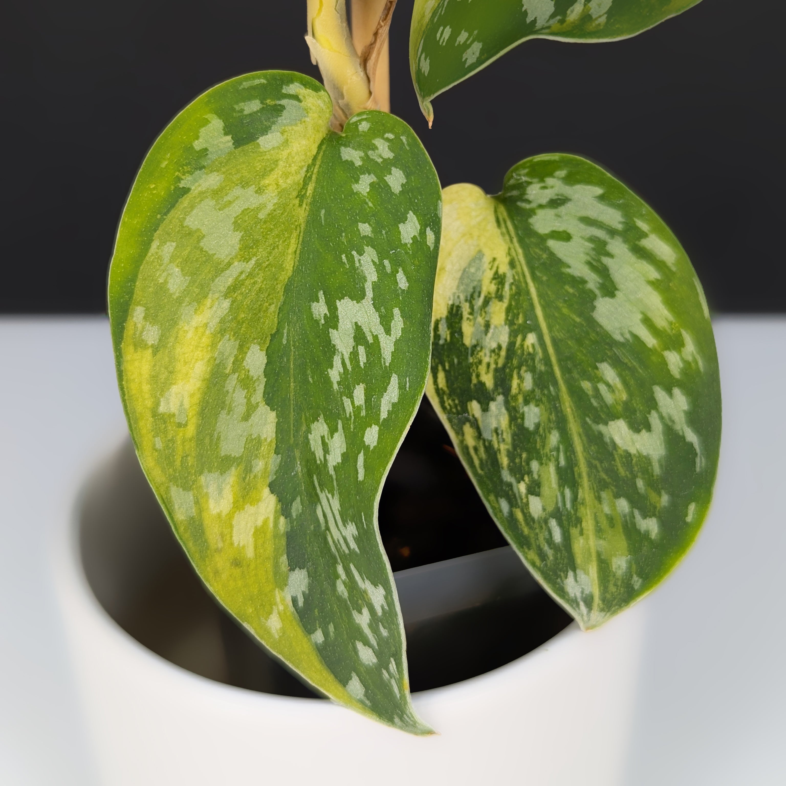 その他観葉植物 scindapsus matcha Scindapsus Matcha – Curious Plant Killer