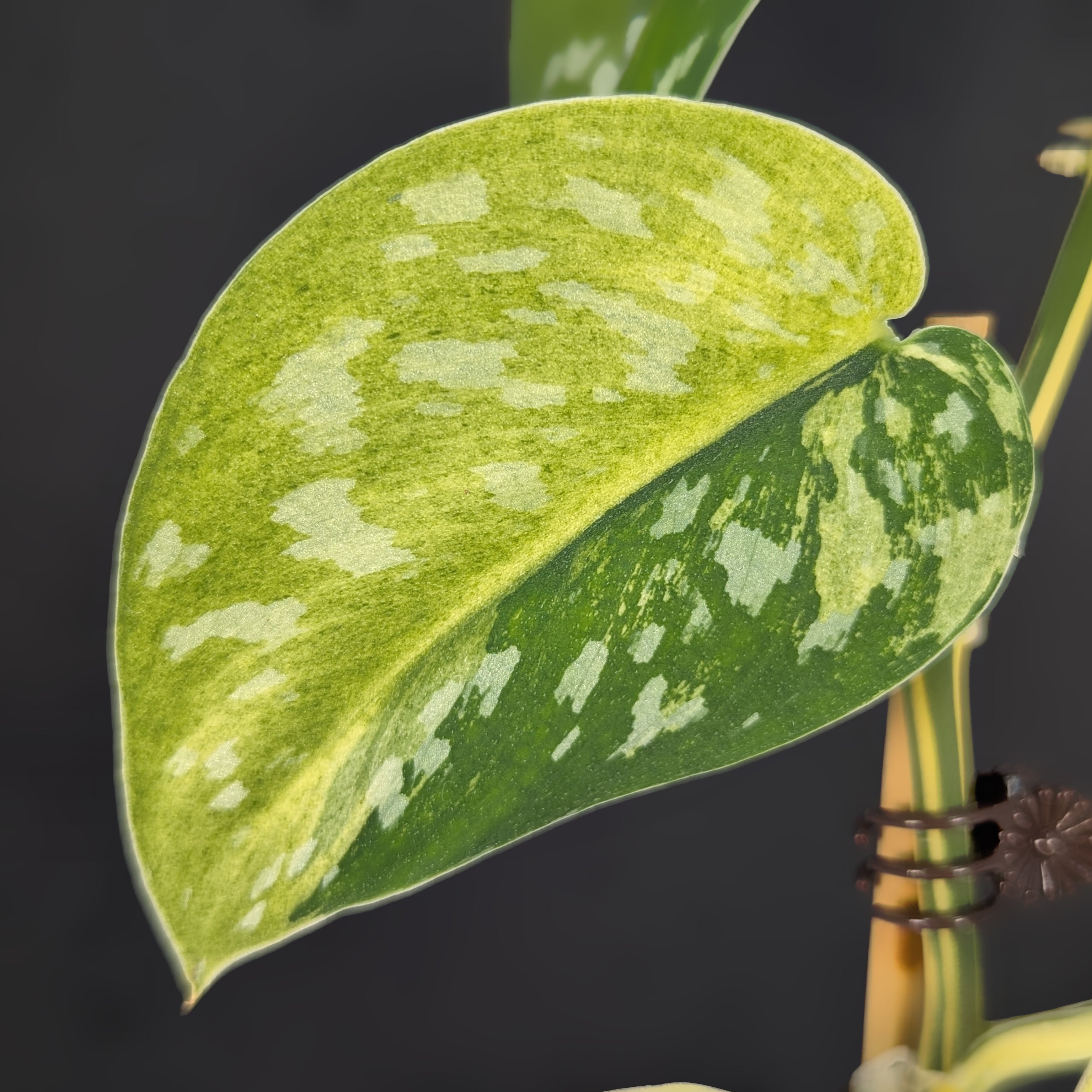 その他観葉植物 scindapsus matcha Scindapsus Matcha – Curious Plant Killer