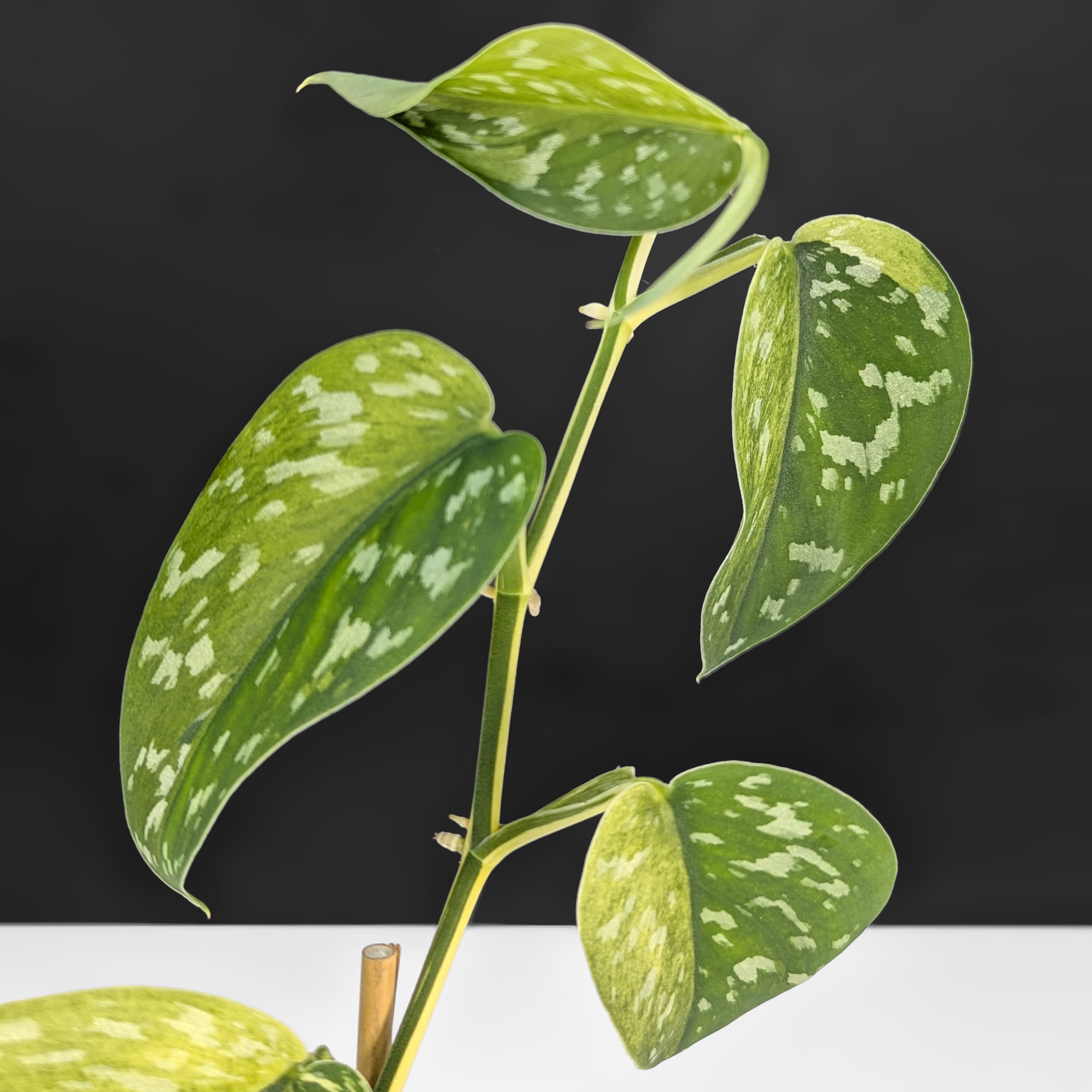 その他観葉植物 scindapsus matcha Scindapsus Matcha – Curious Plant Killer