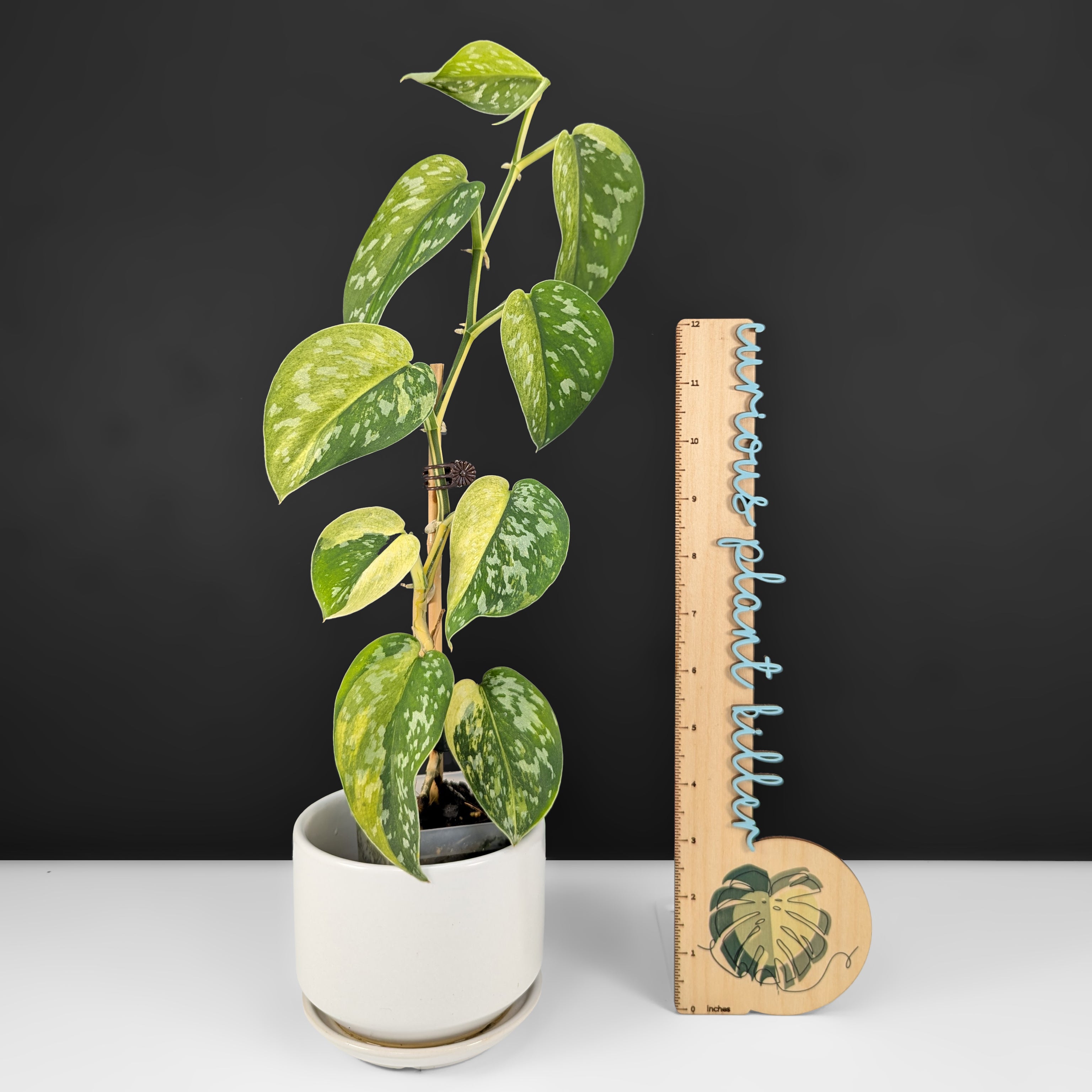 その他観葉植物 scindapsus matcha Scindapsus Matcha – Curious Plant Killer