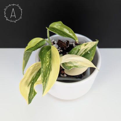 Scindapsus Rubicon