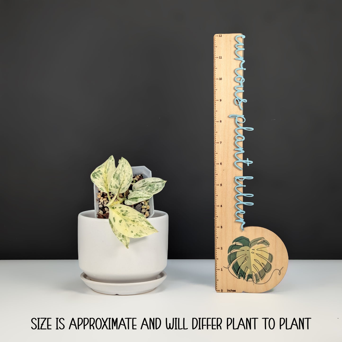 Scindapsus Salamount
