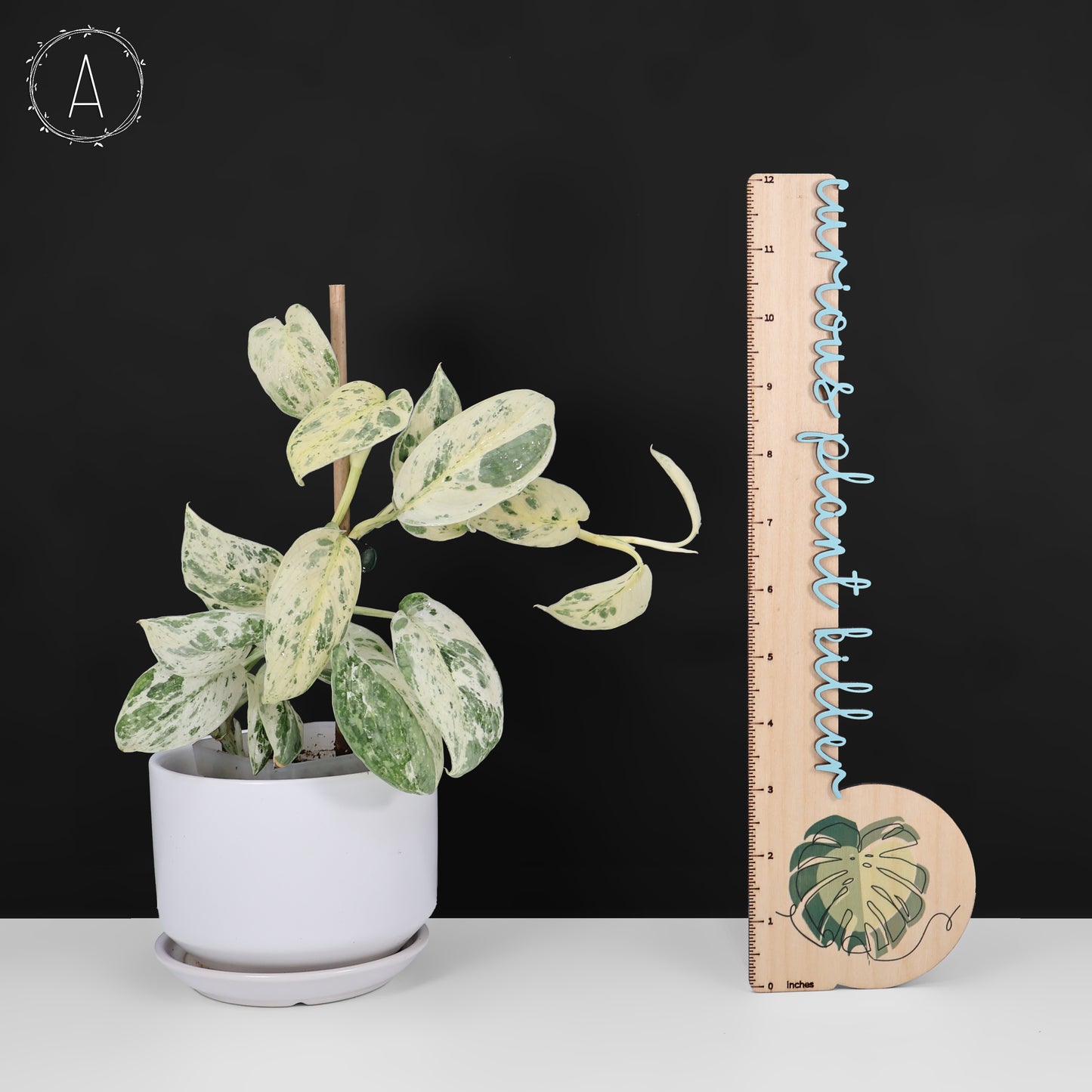 Scindapsus Salamount