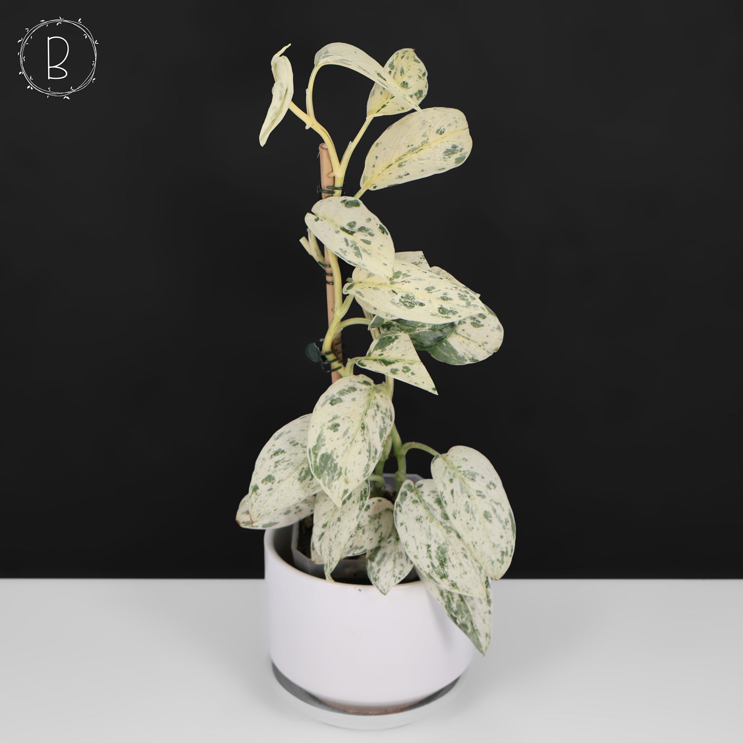 Scindapsus Salamount