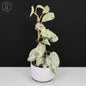 Scindapsus Salamount