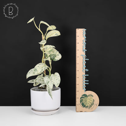 Scindapsus Salamount