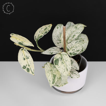 Scindapsus Salamount