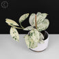 Scindapsus Salamount