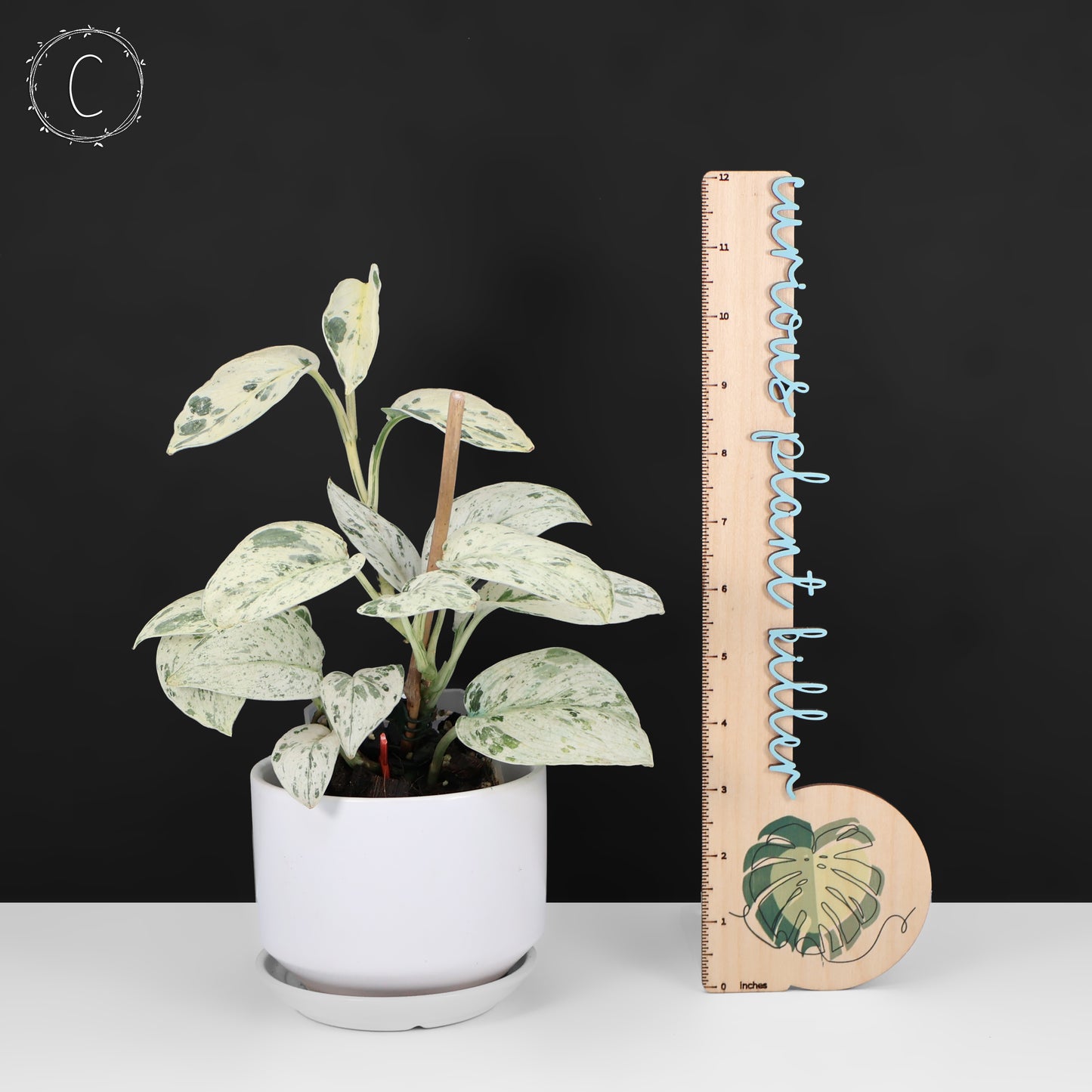 Scindapsus Salamount