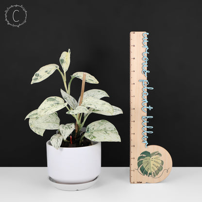 Scindapsus Salamount