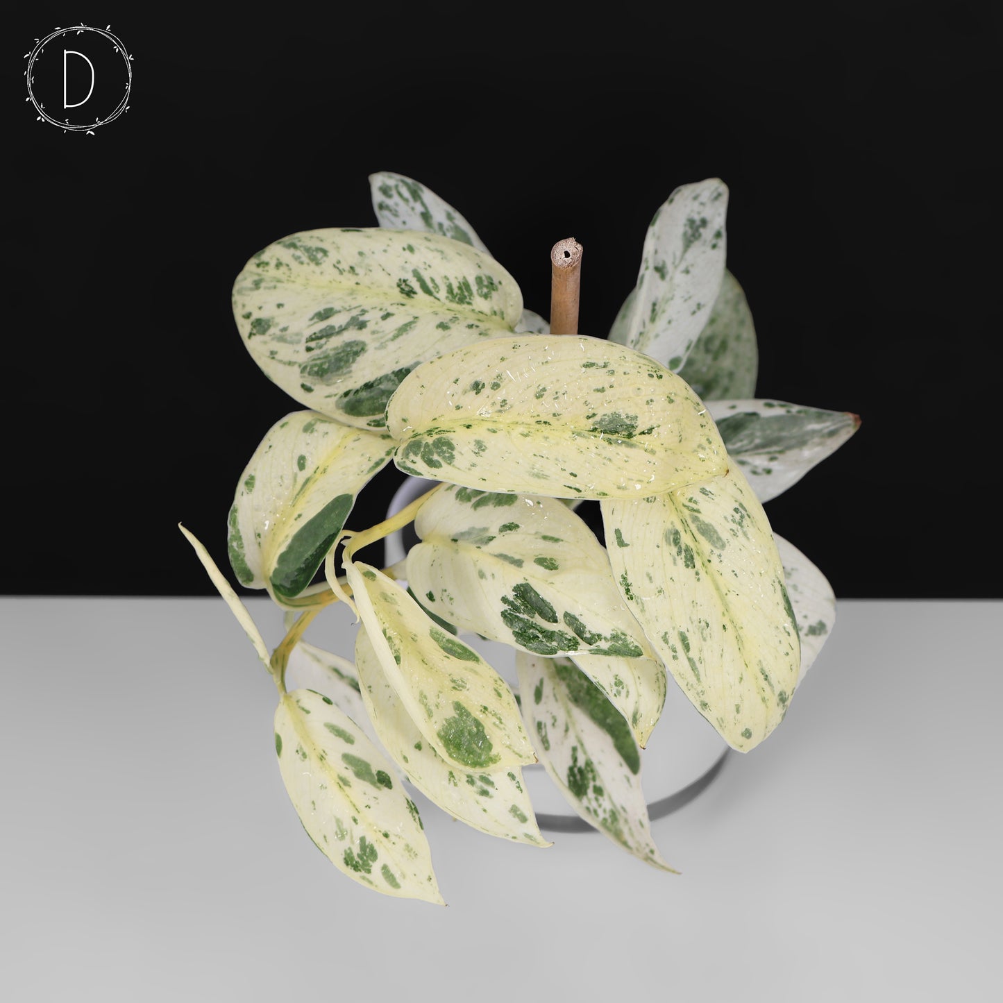 Scindapsus Salamount