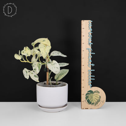 Scindapsus Salamount