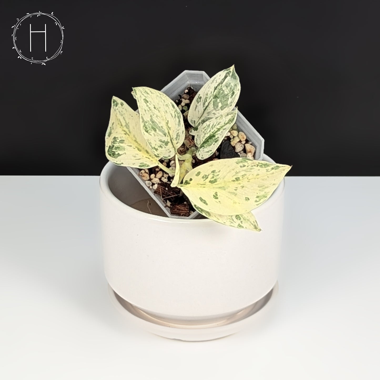 Scindapsus Salamount