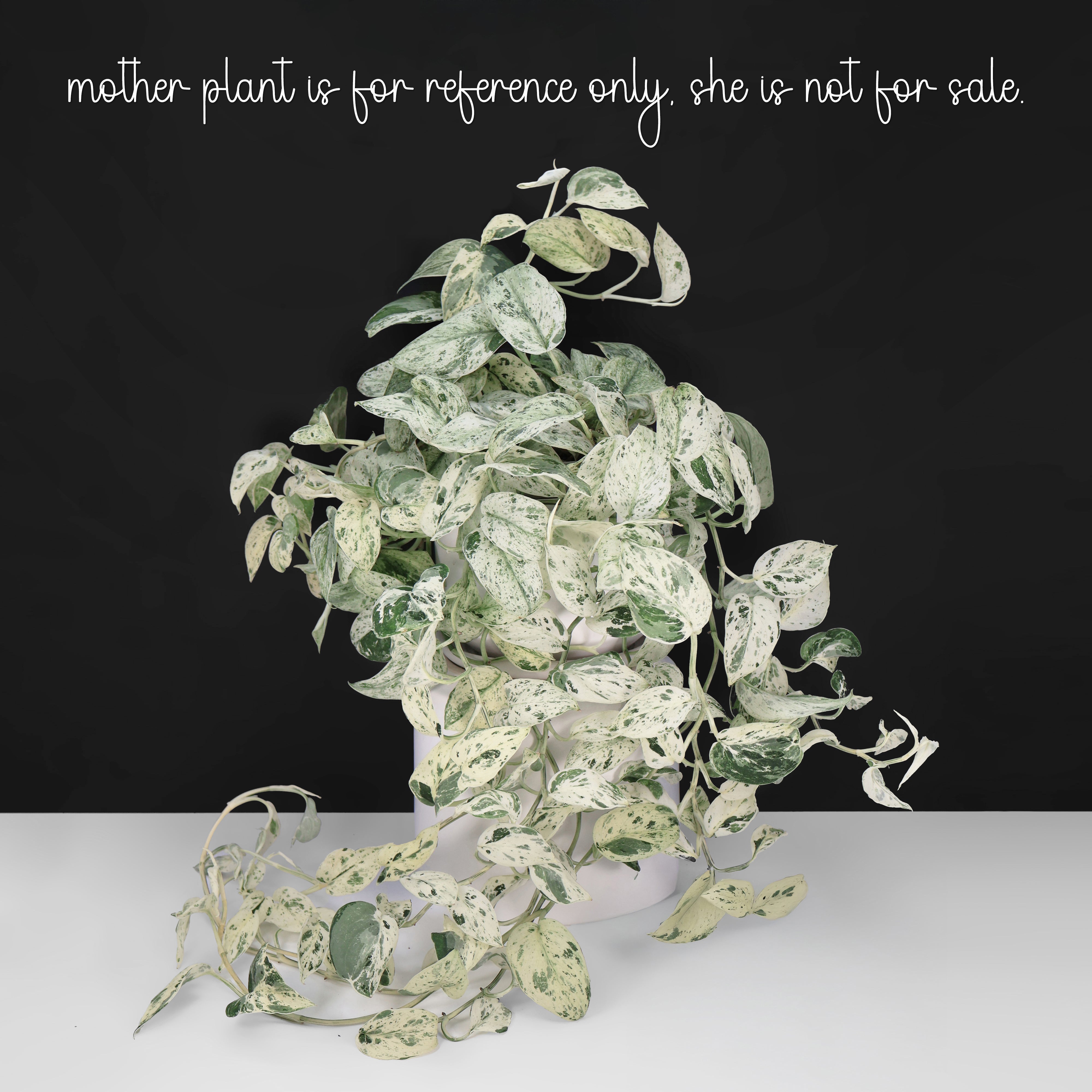 Scindapsus Salamount – Curious Plant Killer