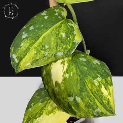 Scindapsus Santarum