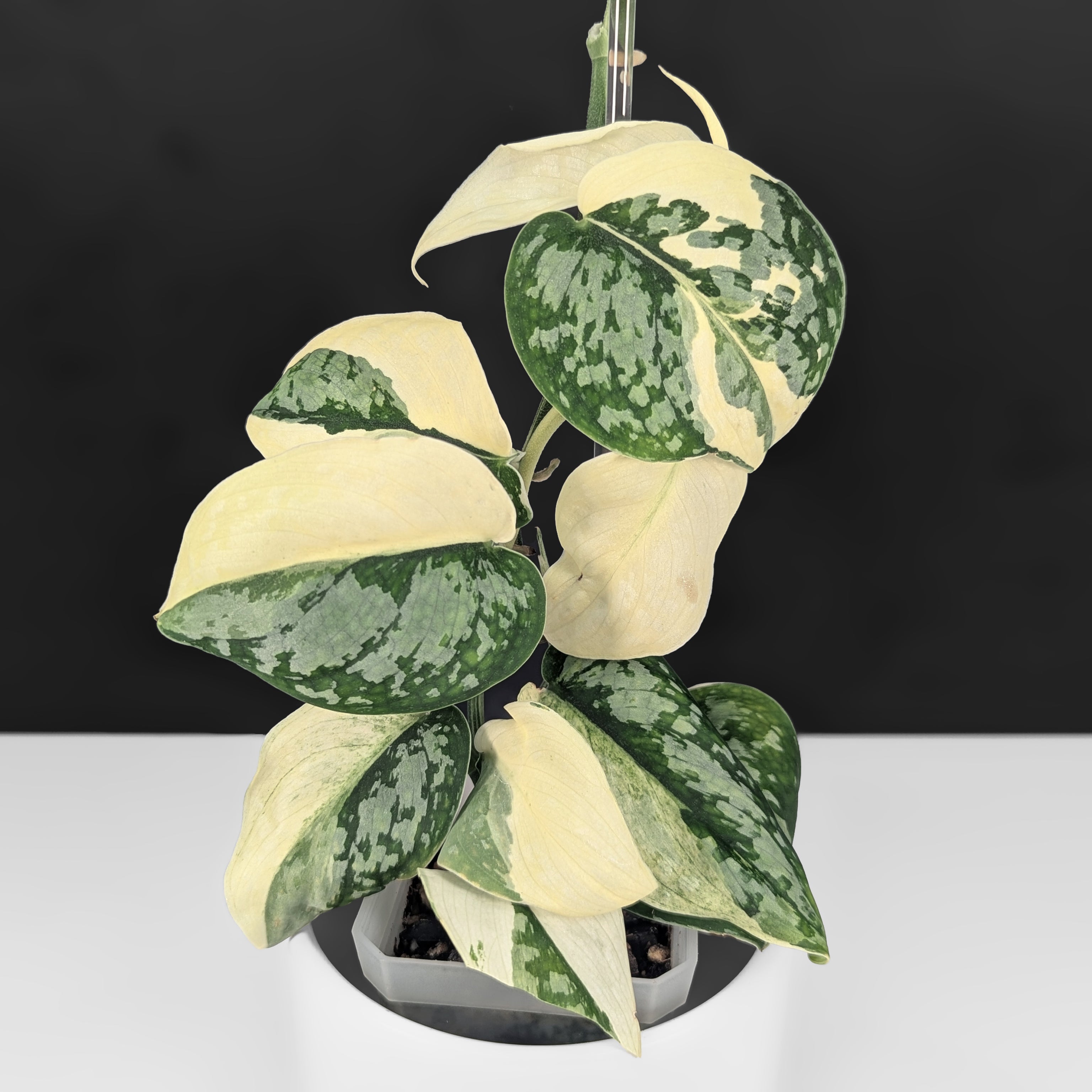 ScindapsusMatchaA_2.jpg?v=