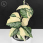 Scindapsus Simbara