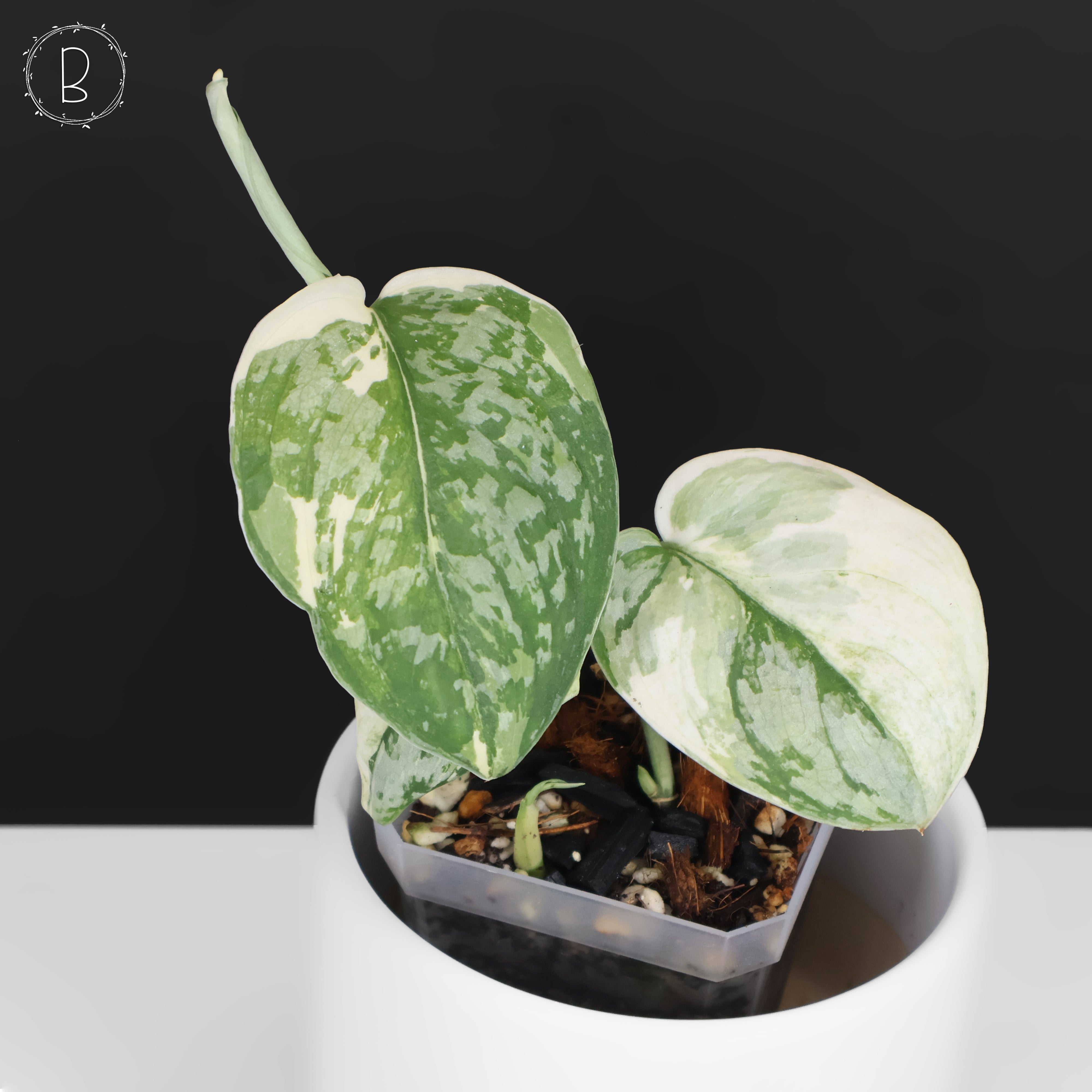 Scindapsus Simbara – Curious Plant Killer