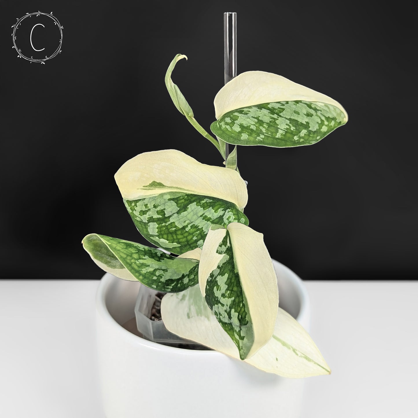 Scindapsus Simbara