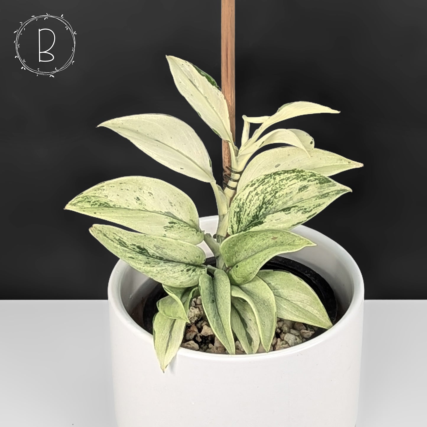 Scindapsus Superstar (Mutation)