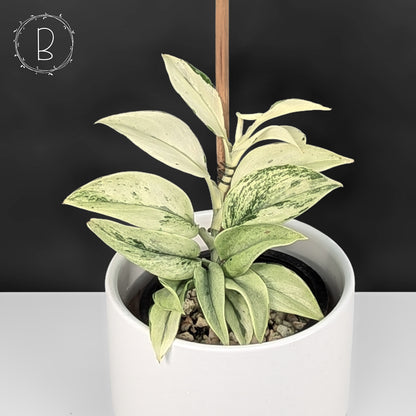 Scindapsus Superstar (Mutation)