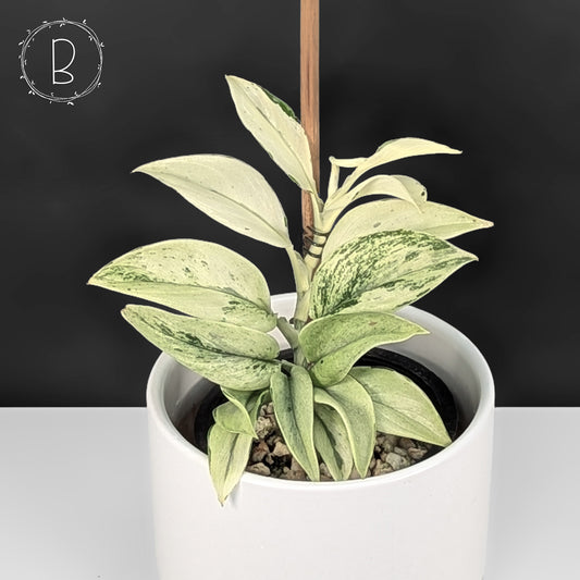 Scindapsus Superstar (Mutation)