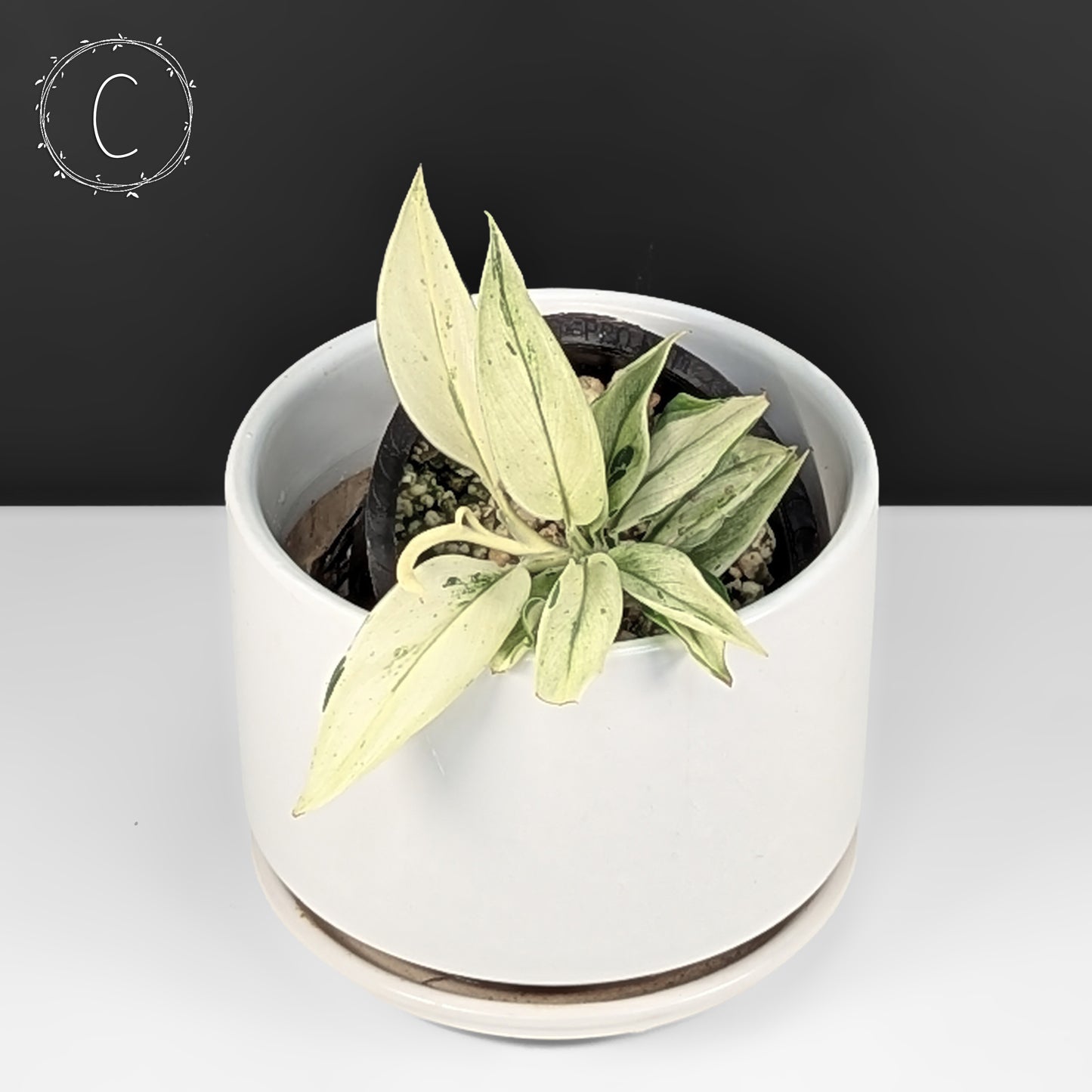 Scindapsus Superstar (Mutation)