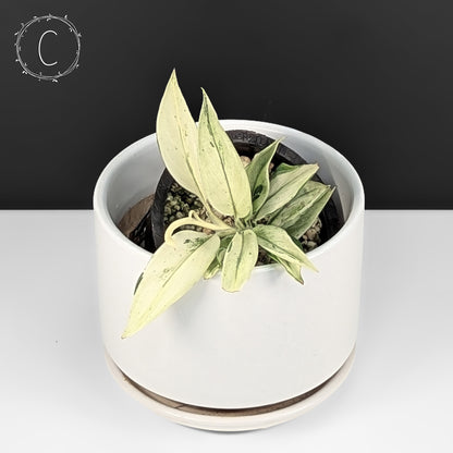 Scindapsus Superstar (Mutation)