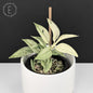 Scindapsus Superstar (Mutation)