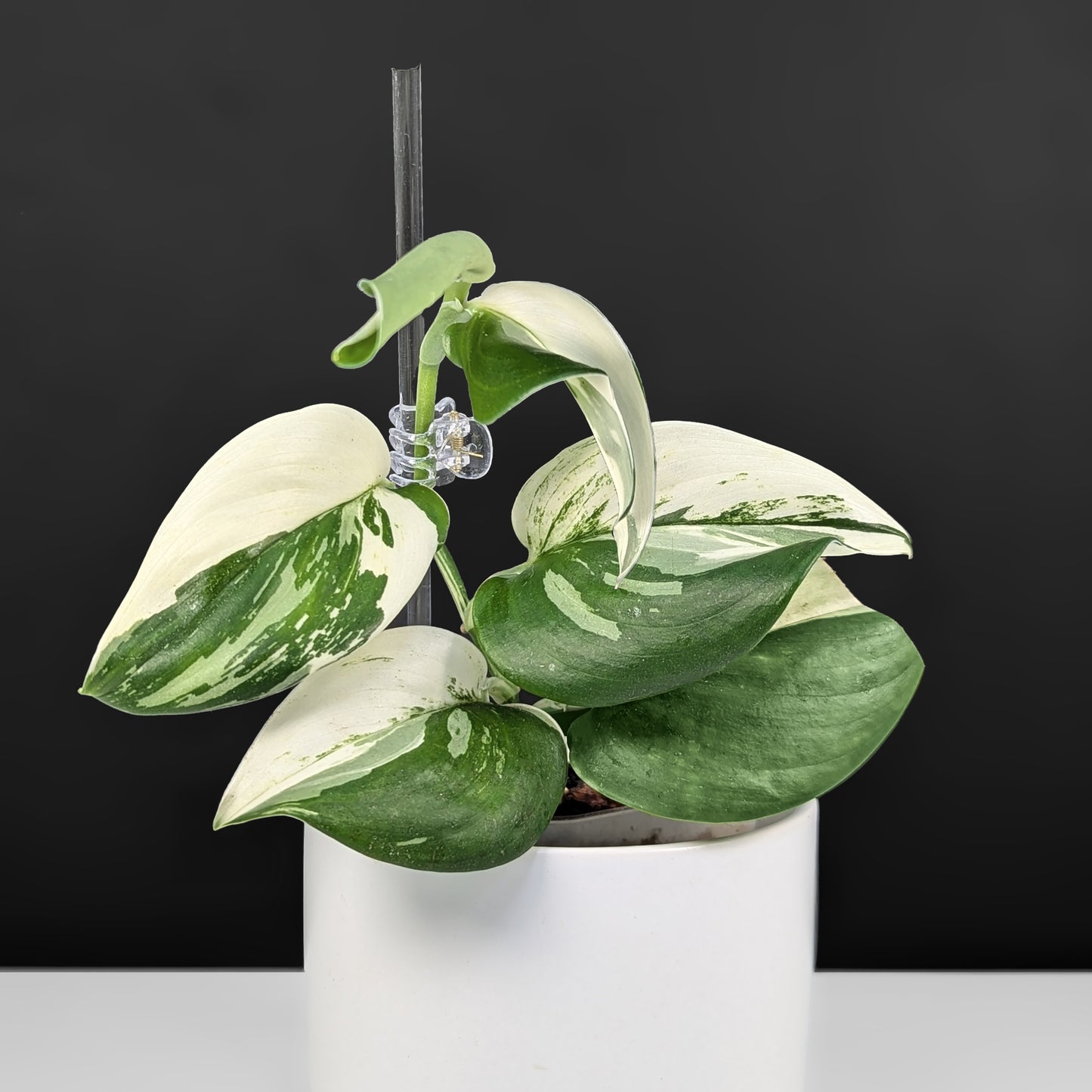 Scindapsus Treubii Albo