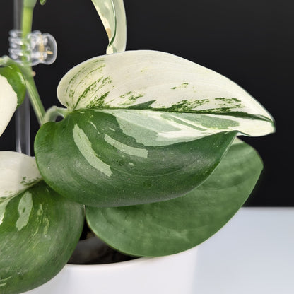 Scindapsus Treubii Albo