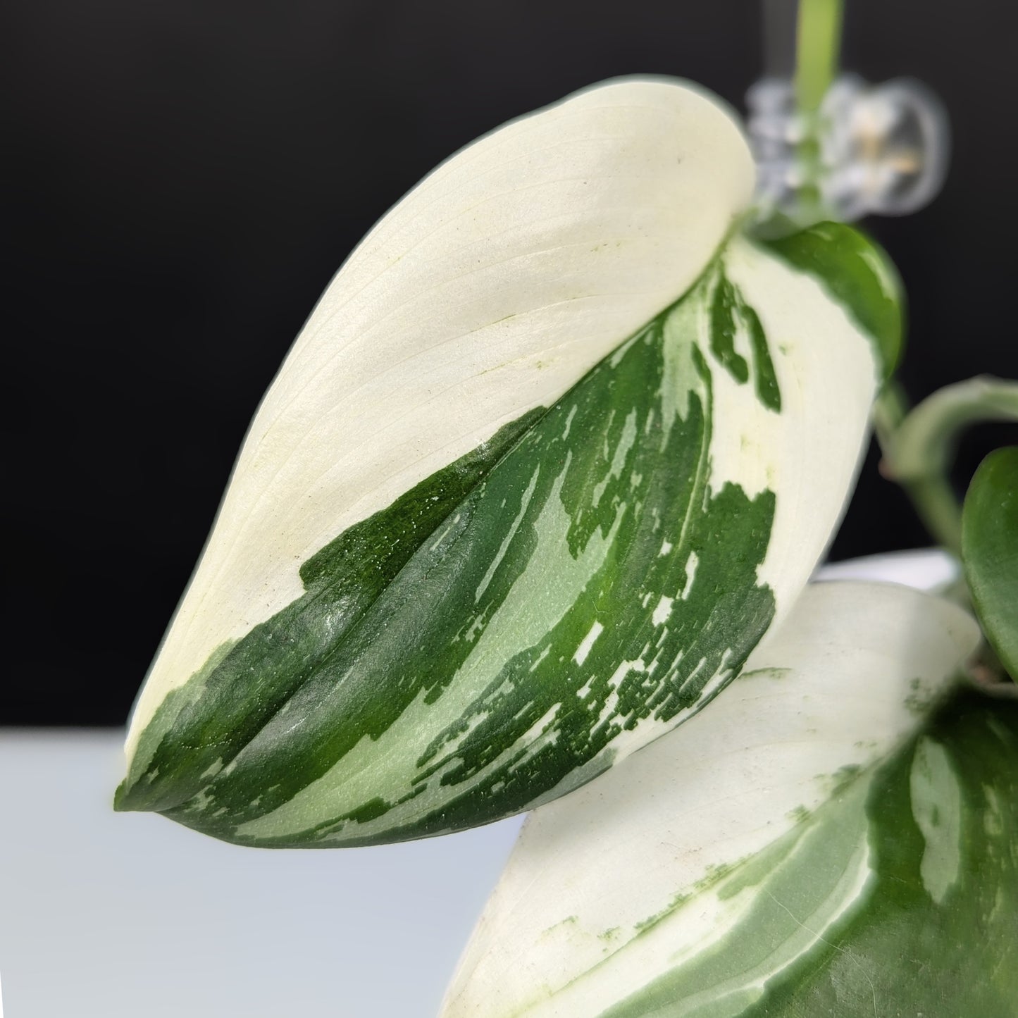 Scindapsus Treubii Albo