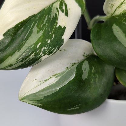 Scindapsus Treubii Albo